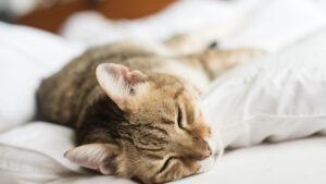 Poduszka finansowa w kryzysie